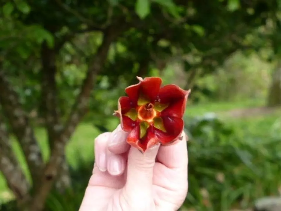 Flower