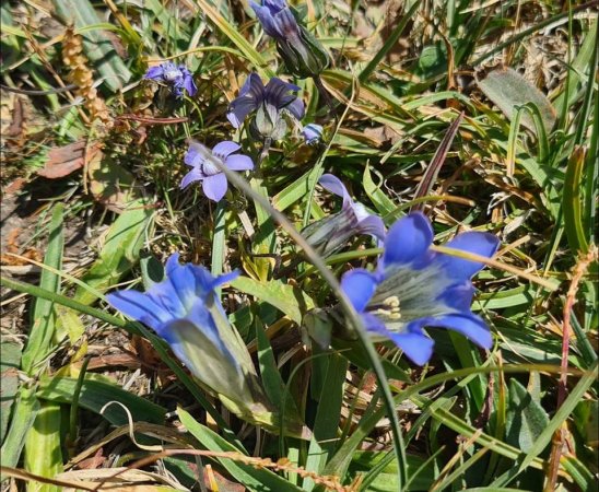 Gentians