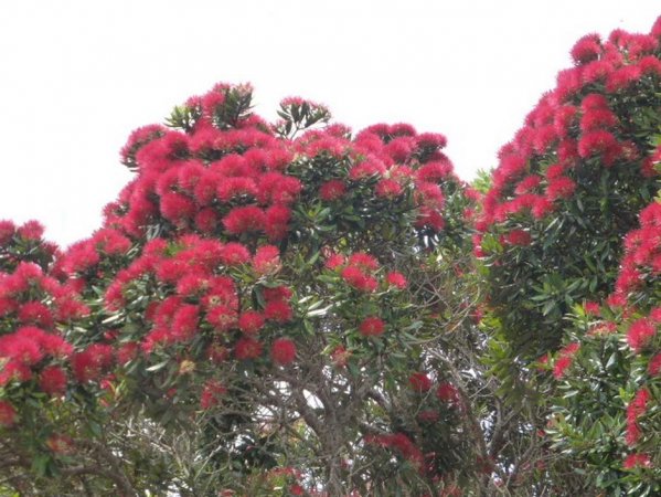 Pohutakawa tree