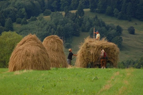 Haymaking