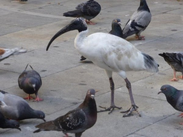 Ibis